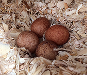 View of four eggs inside a kestrel nest box.